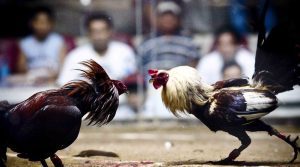 Iron-spurred cockfighting – Overview