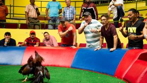 Advantages of Playing Iron-Spur Cockfighting