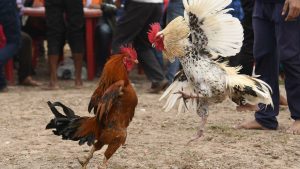 Rules of Online Iron-Spur Cockfighting
